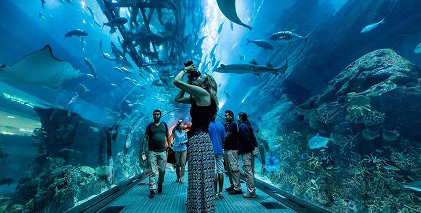Aquarium Dubai Mall Tickets