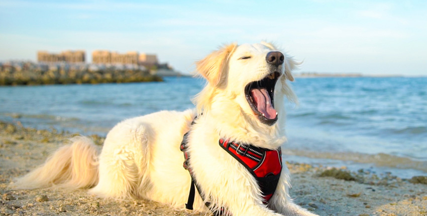 Best-Dog-Friendly-Place-in-Abu-Dhabi
