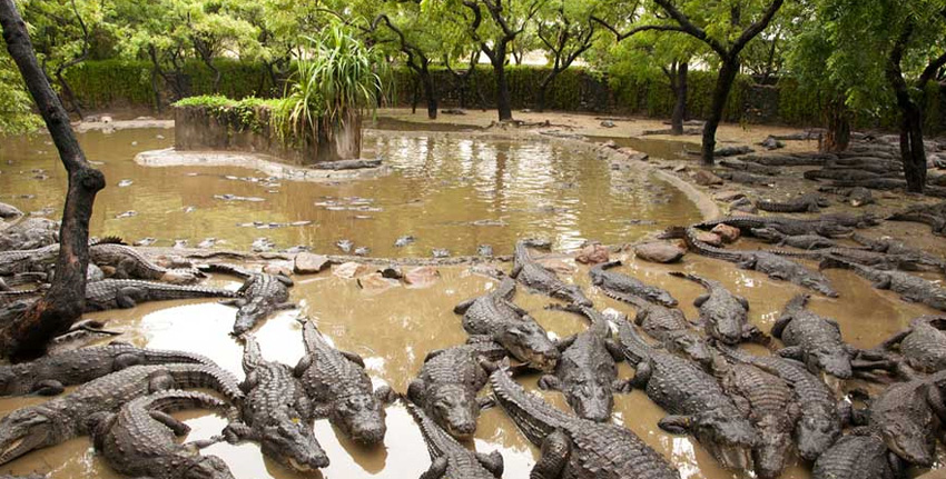 Crocodile-park-uae