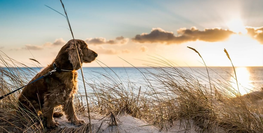 Dog Friendly Beaches
