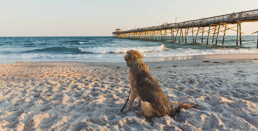 Dog beach jebel sales ali