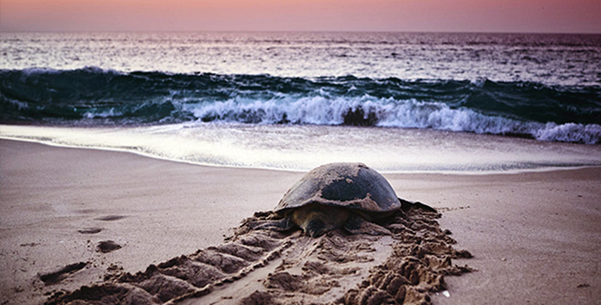 Souk Madinat Rehabilitation Project of Marine Turtles