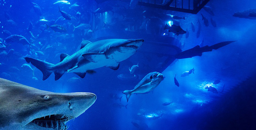 Swim-with-the-Shark-dubai-underwater-zoo