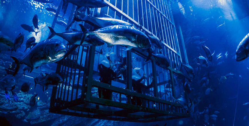 dubai-mall-Underwater-Zoo-2023