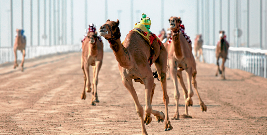 Camel Racing uae