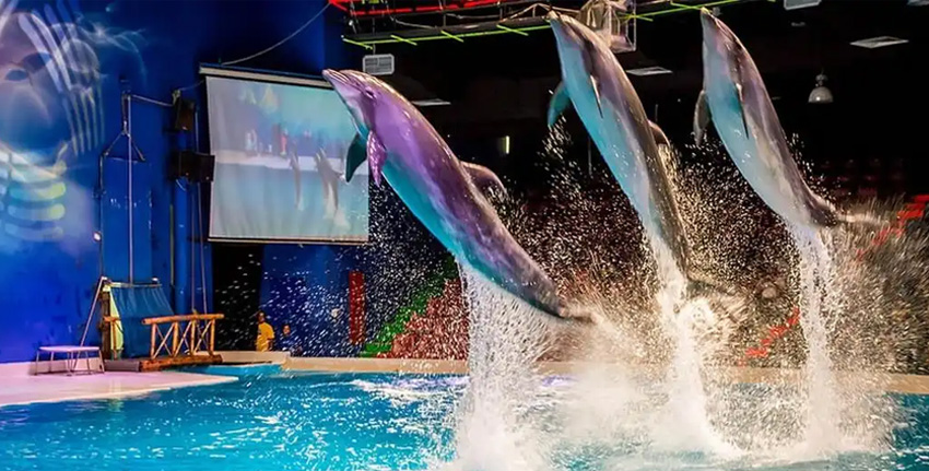 Dolphins Dancing show dubai