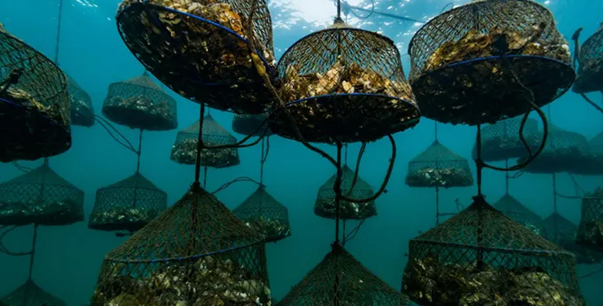 Pearl Diving Farm