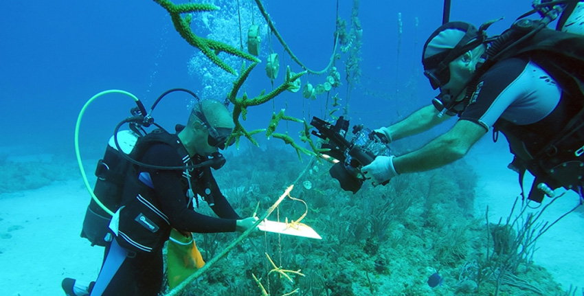 Scuba Diving at Al Jazeera