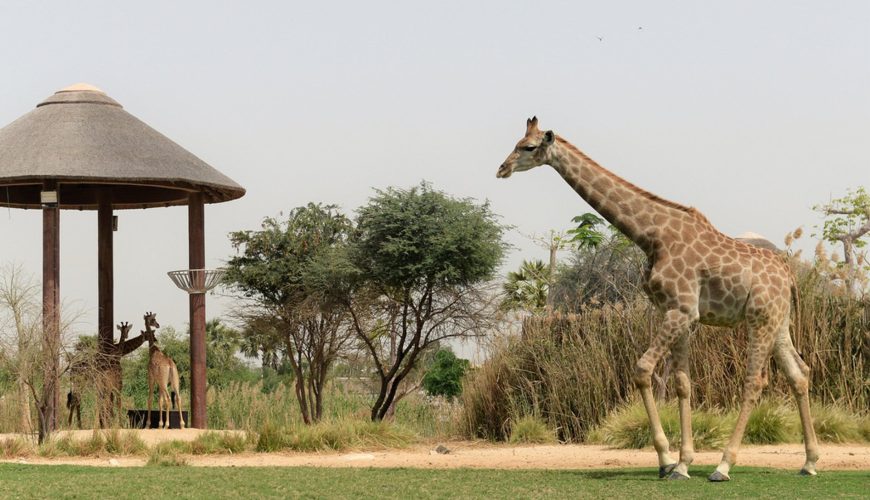 Dubai Safari Park Season 8 Opens October 12: Tickets