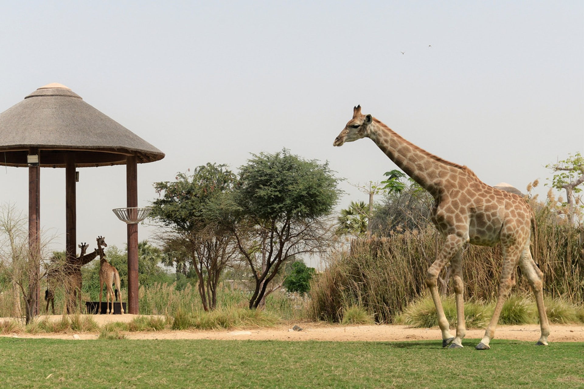 Dubai Safari Park Season 8 Opens October 12: Tickets