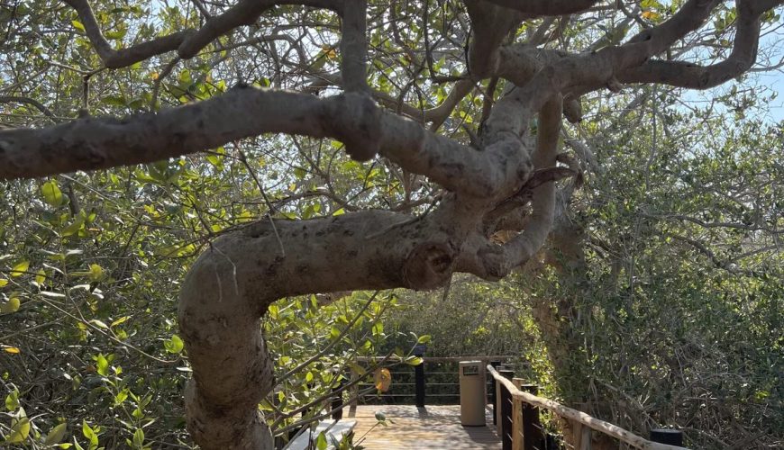 Kalba Day Trip from Dubai: Mangroves & Gardens