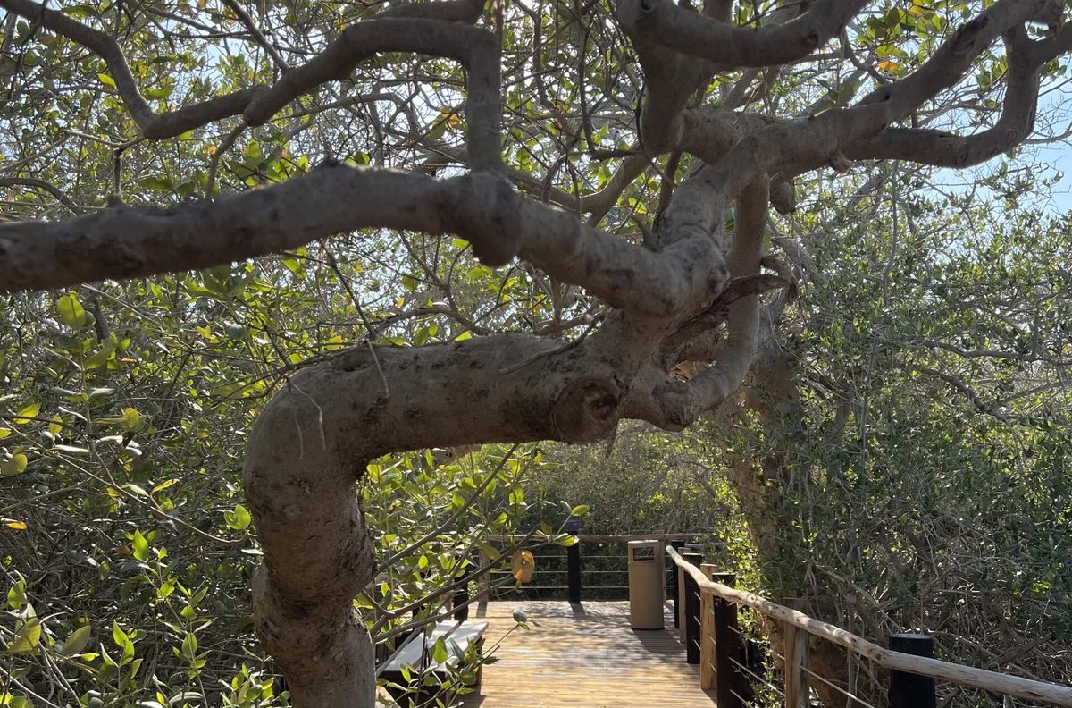 Kalba Day Trip from Dubai: Mangroves & Gardens
