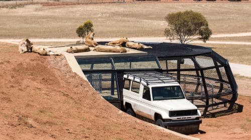 Lions resting in a drive-through safari enclosure