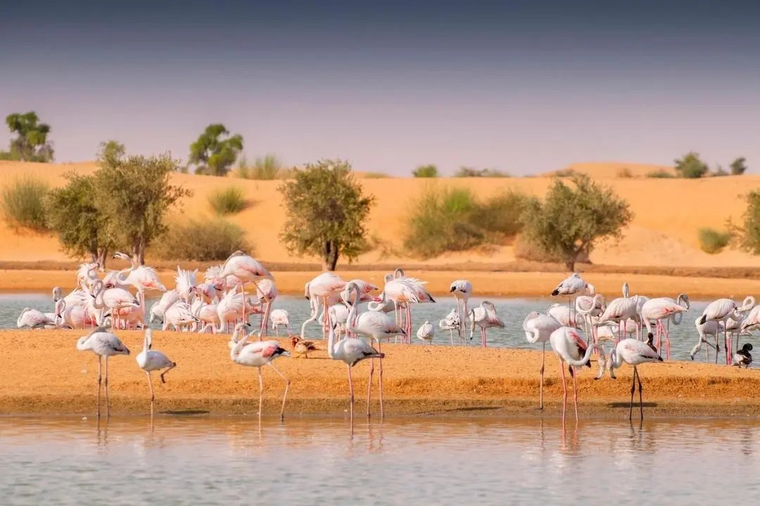 Flamingos at the edge of a desert lake at Al Qudra