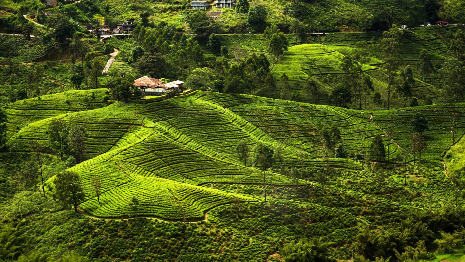 Tea plantations in the Sri Lankan hill country