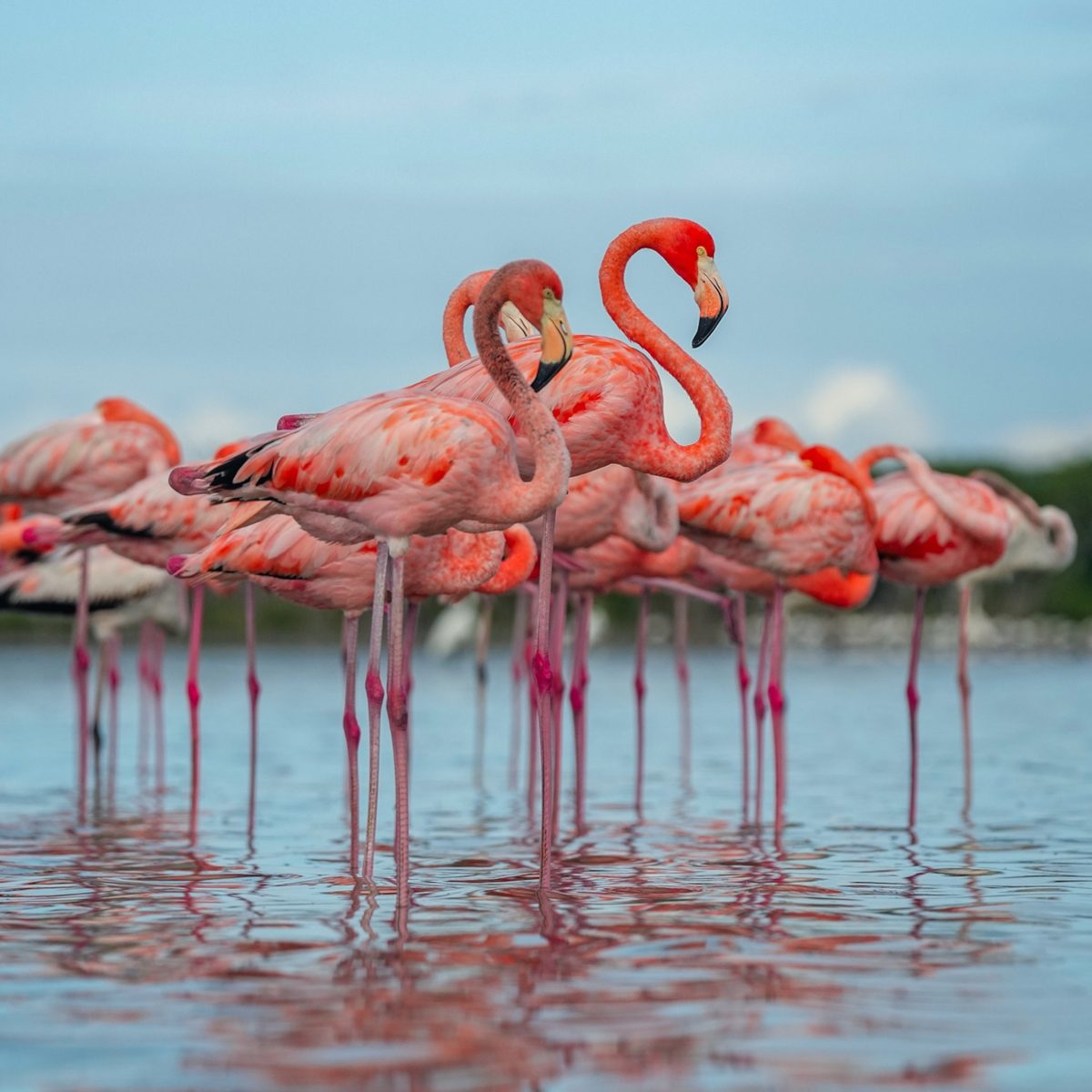 Flamingos and birds in the mangroves of Al Zorah nature reserve, Ajman