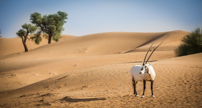 An Arabian oryx in the desert reserve