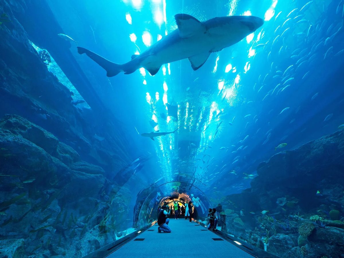 Visitors walking through the tunnel at Dubai Aquarium and Underwater Zoo
