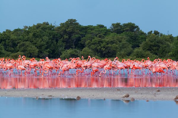 Flamingos feeding in a shallow lagoon at sunset